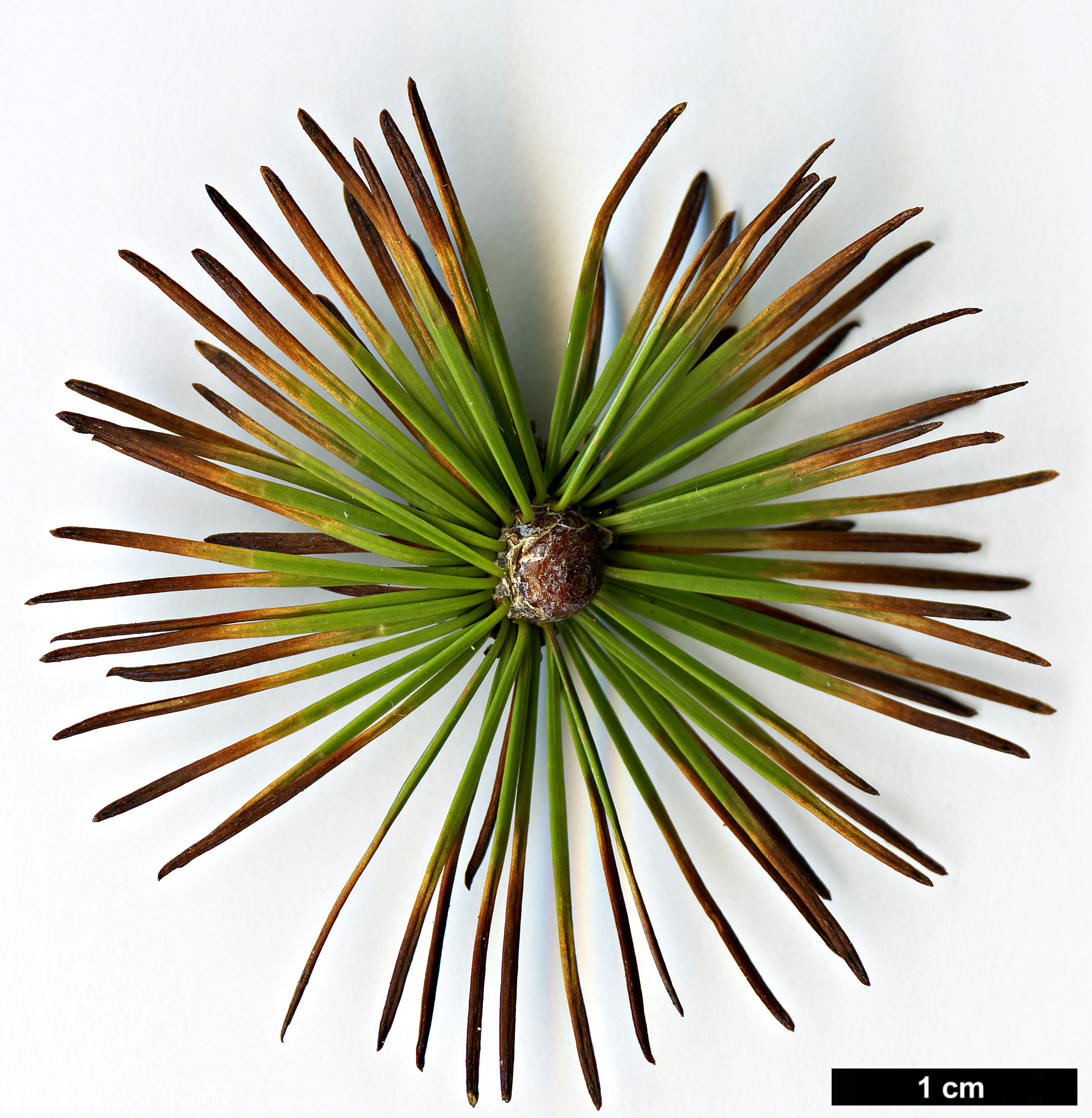 High resolution image: Family: Pinaceae - Genus: Larix - Taxon: kongboensis